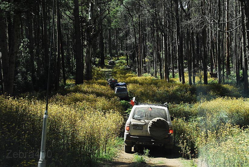 08-Convoy heads through a lovely part of the Deddick Trail.JPG